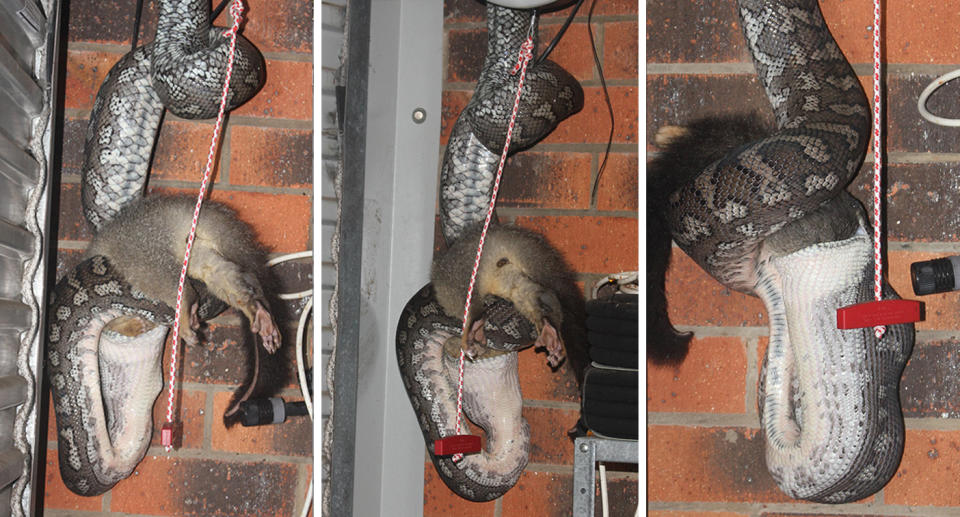 A second snake was recently found feasting on a possum in a shed at another Brisbane property. Source: Snake Out Brisbane Snake Catchers / Facebook