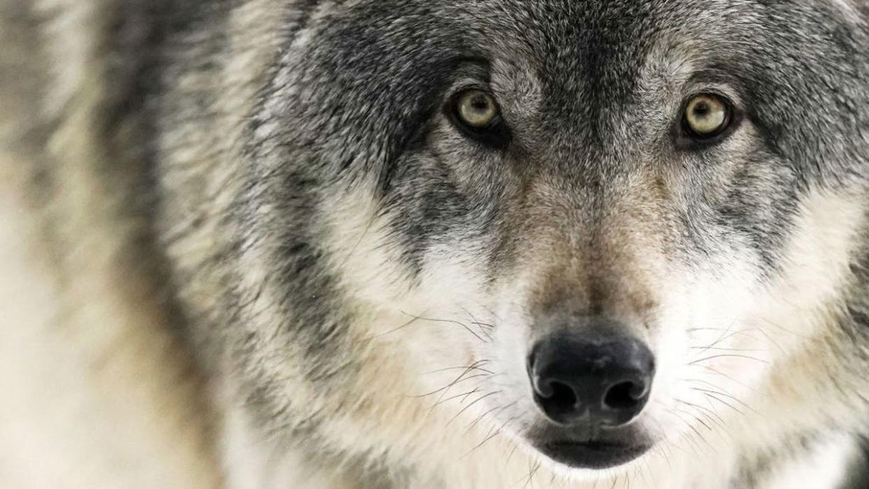 <div>APPLE VALLEY, MN. - JANUARY 2021: Hooper, a gray wolf in the exhibit pack at the Minnesota Zoo, peers out from his enclosure Friday, Jan. 15, 2021 in Apple Valley, Minn. Hooper and his four siblings were rescued by firefighters as wild born pups from a den in 2014 near the Funny River Fire in Alaska. (Photo by Anthony Souffle/Star Tribune via Getty Images)</div>