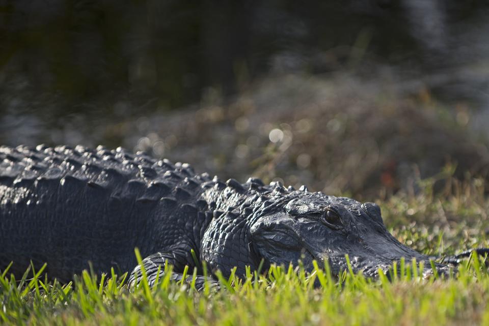 Tips to keep you and your pets safe as gator mating season approaches