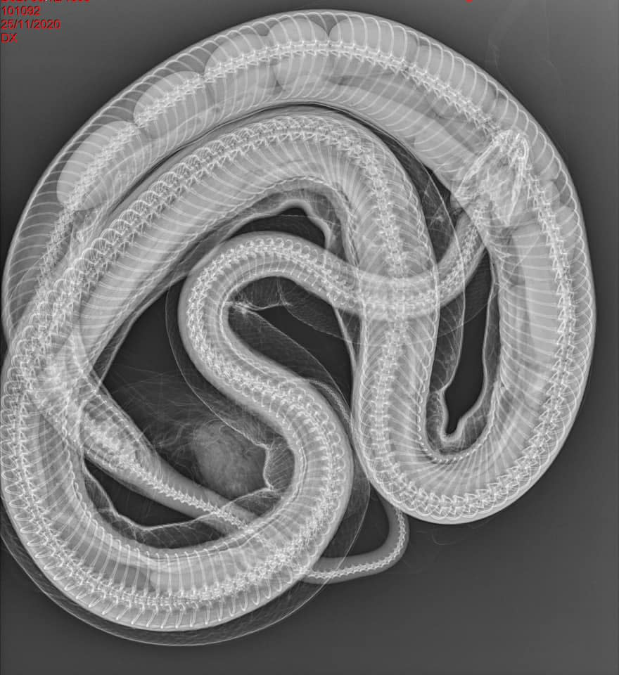 A X-ray of a carpet python showing 12 eggs inside the snake.