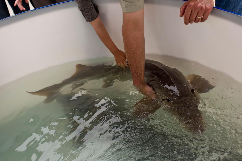 People pet a large lake sturgeon during the Blue Water Sturgeon Festival.