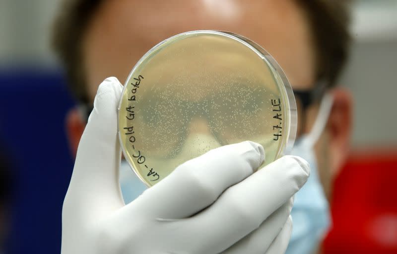 Marcel Walser, Director Lead Generation of Swiss biotechnology company Molecular Partners displays a petri dish containing bacterial colonies in a laboratory at the company's headquarters in Schlieren