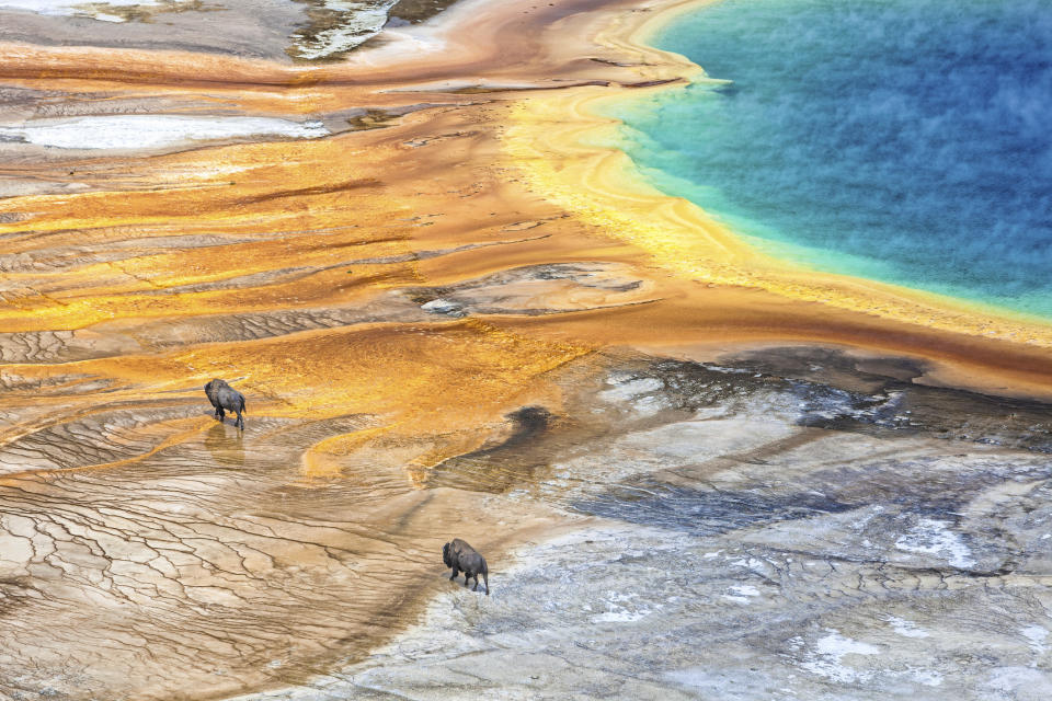 Grand Prismatic Geyser with American Bison in Yellowstone