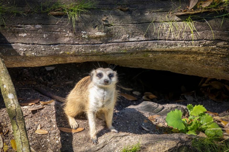 Orange County Zoo via Getty Images