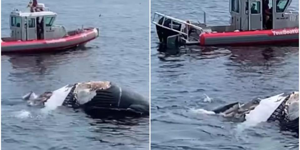 great white eating humpback whale