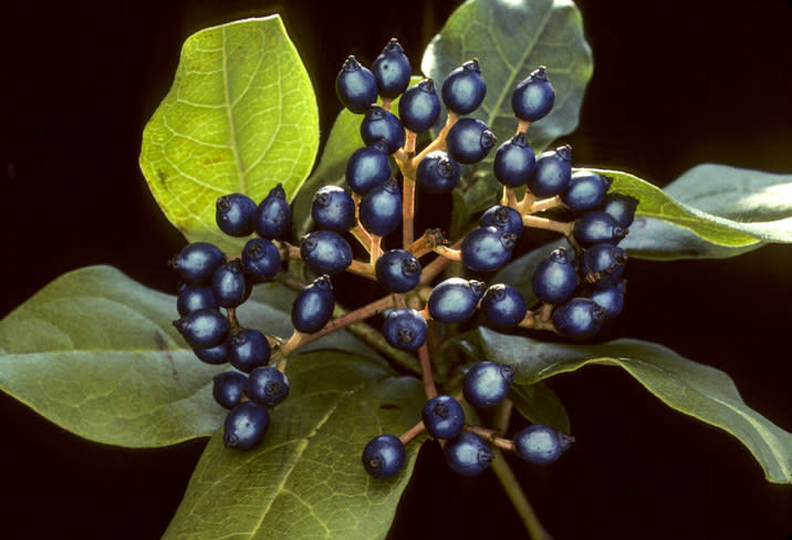 The blue fruit