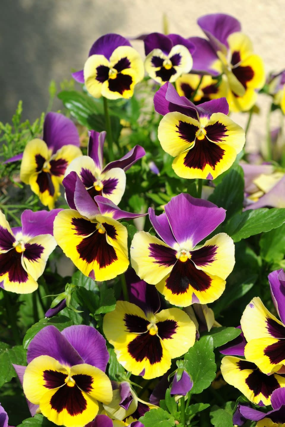flower meanings, pansy 