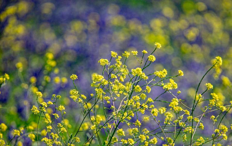 Last summer’s oppressive heat helped winnow out competition from other plant species to set up what might be a superbloom of wildflowers this year, according to the Lady Bird Johnson Wildflower Center.