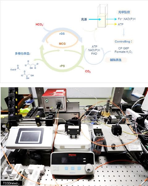 中研院打造人工固碳循環超越植物光合效率