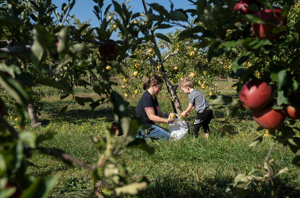 Melissa Turner helps her son James Hoskins, 4, pick apples at the Lynd Fruit Farm U-Pick apple area in October 2023.