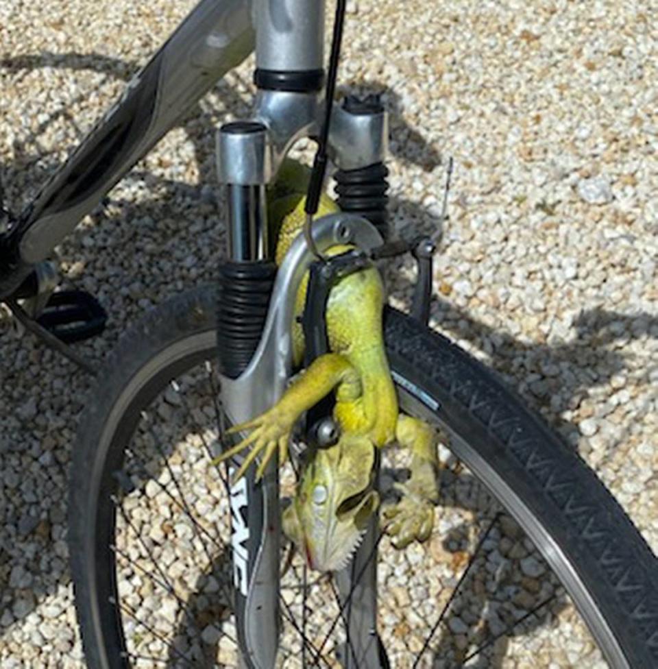 A 62-year-old Marathon man required stitches to his head Friday, July 10, 2020, after this iguana ran in front his bicycle and caused him to crash, police said.