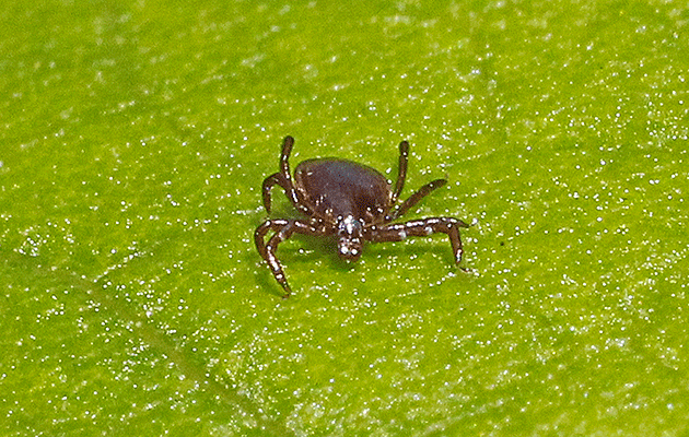 Ticks can usually be found in wet grassy areas and thrive in a humid climate. Source: Getty