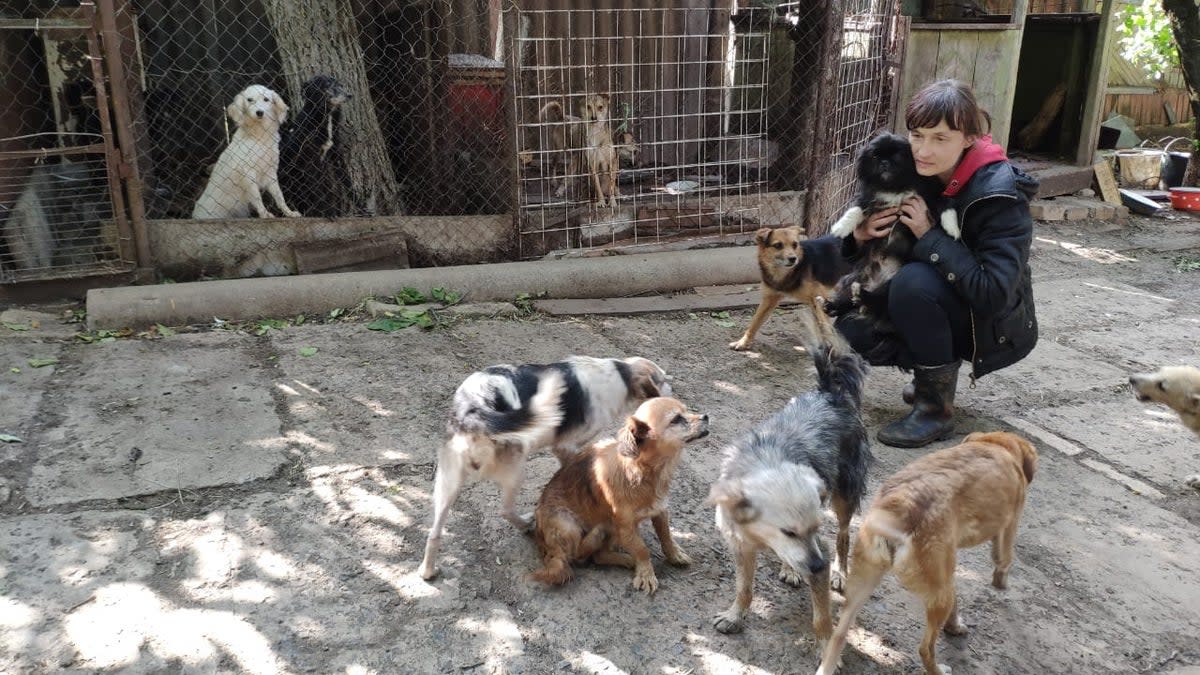 Marina Oleniuk with some of the dogs abandoned by residents fleeing Russian bombs in Siversk, eastern Ukraine (Supplied)