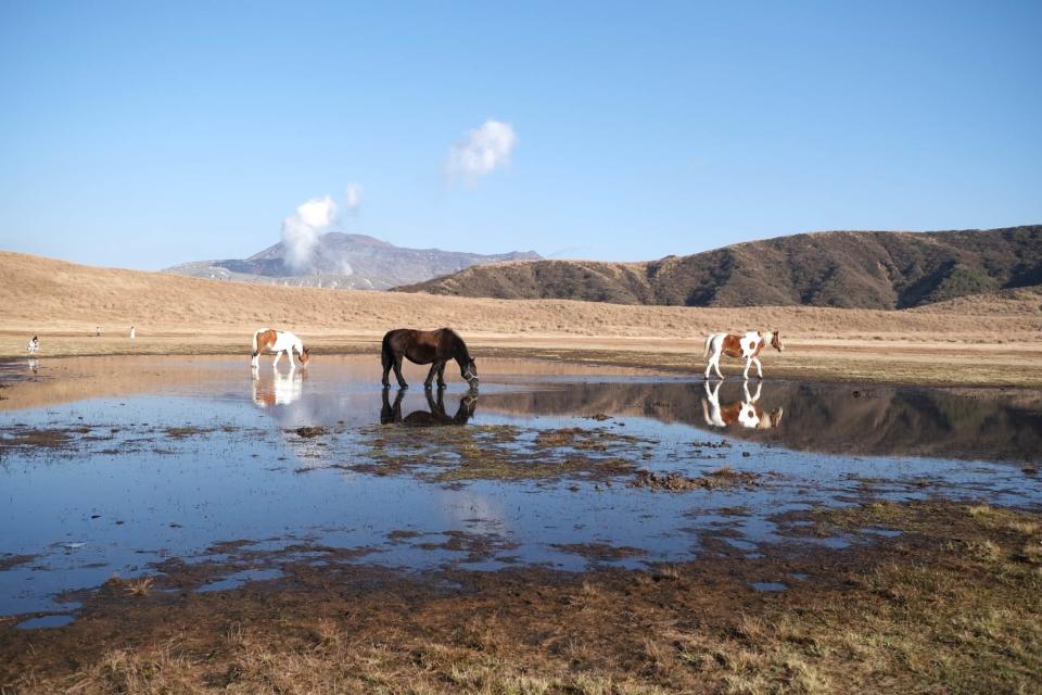 大草原中央有著雨水形成的池塘，有些放牧的牛馬會駐足在此喝水。