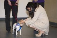 <p>The Duchess of Sussex had two dogs when she was living in Toronto at the time she met Prince Harry—rescues named Guy and Bogart. According to <em><a href="https://www.vanityfair.com/style/2019/07/meghan-markle-archie-rescue-dog" rel="nofollow noopener" target="_blank" data-ylk="slk:Vanity Fair;elm:context_link;itc:0;sec:content-canvas" class="link ">Vanity Fair</a></em>, Guy made the move with Meghan to London when she and Harry began seriously dating, and Bogart remained behind in Toronto with friends of Meghan's.<br></p>