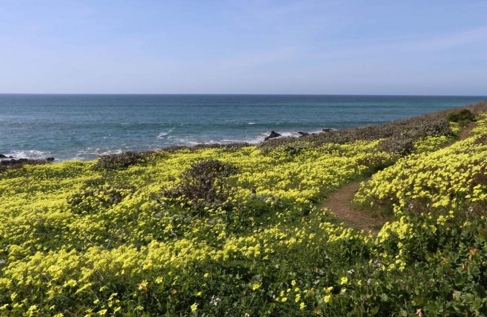 An oceanfront sweep along a Fiscalini Ranch Preserve bluff trail in Cambria is paved with oxalis, just in time for St. Patrick’s Day. Cambria photographer Michele Sherman captured this view of the sprightly mass of blooms and the sea beyond on March 5. Oxalis, a flowering plant often considered a weed, is also known as false shamrock because of the shape of its trifoliate leaves. Other names include wood sorrel, yellow sorrel or sour grass.