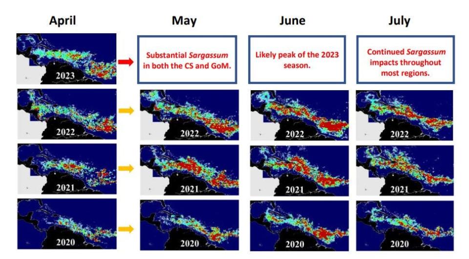 The 2023 sargassum bloom, possibly the largest on record, is expected to peak in June but could continue to wash ashore for weeks or months past the peak date.