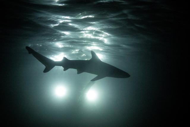 A newborn blacktip reef shark is silhouetted as it swims at night (Reuters)