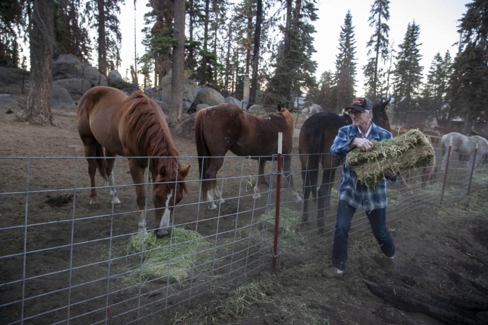 Doug Smith carrying a hay bale to horses and mules at a fence