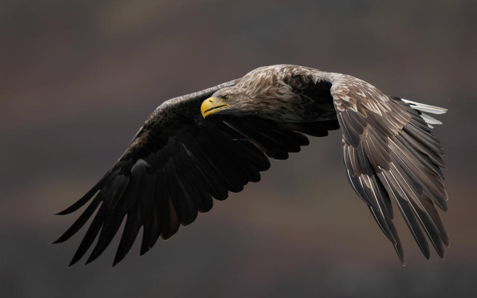 Kevin Nash from Cheshire took second place with this image of an eagle on the Isle of Mull, Scotland.