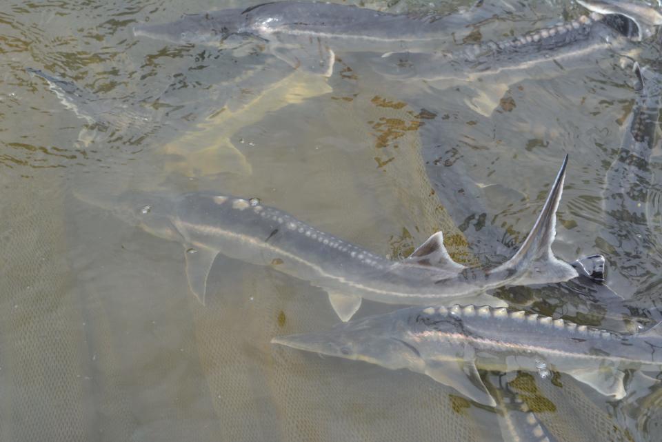 Paddlefish sperm "unexpectedly" fertilized sturgeon eggs resulting in the hybrid offspring.