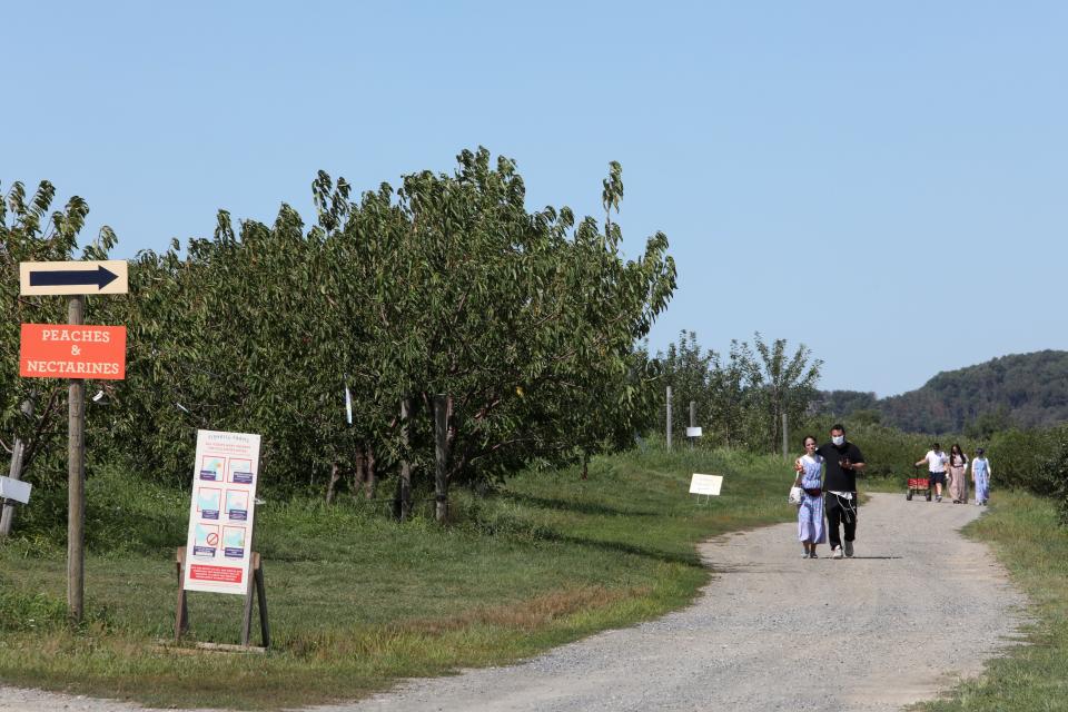 Families walk among the rows of fruit trees at Fishkill Farms August 26, 2020. 