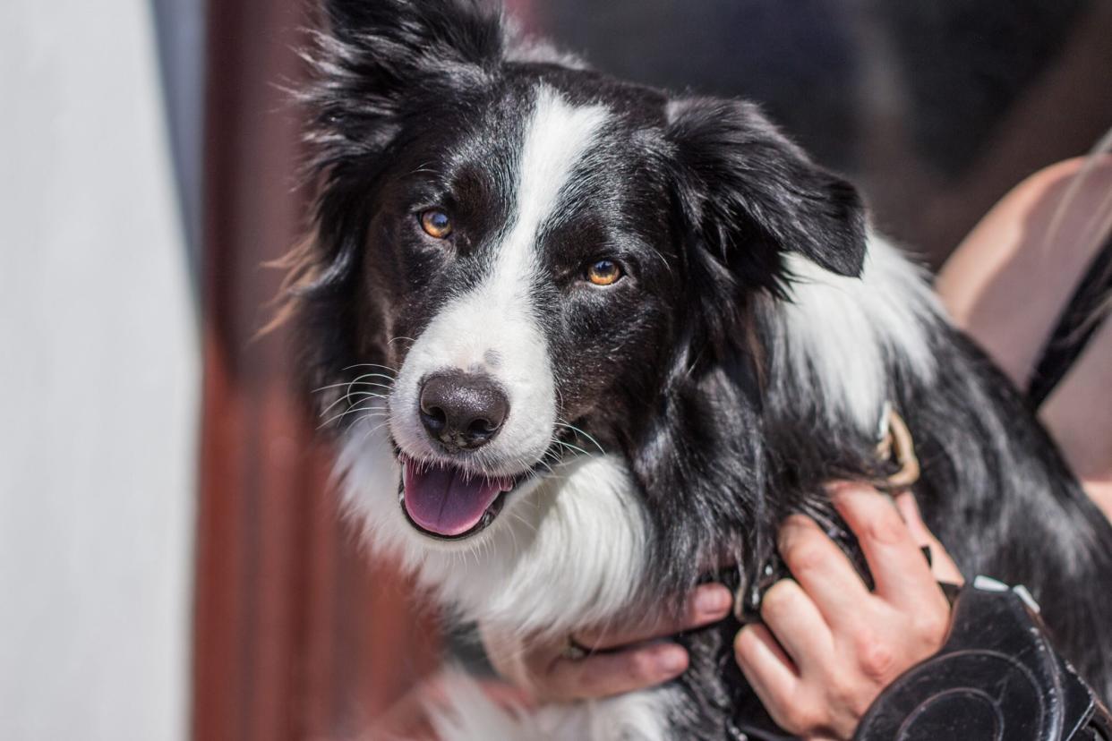 border collie smiling being pet by owner