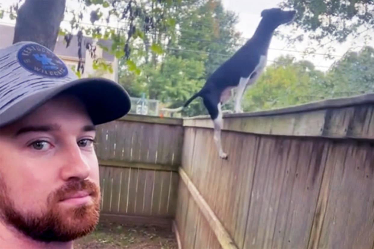 jumping dog scaling tall fence