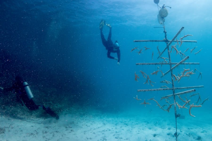 Two divers check up on a coral tree. (Photo courtesy of Ocean Shot Project