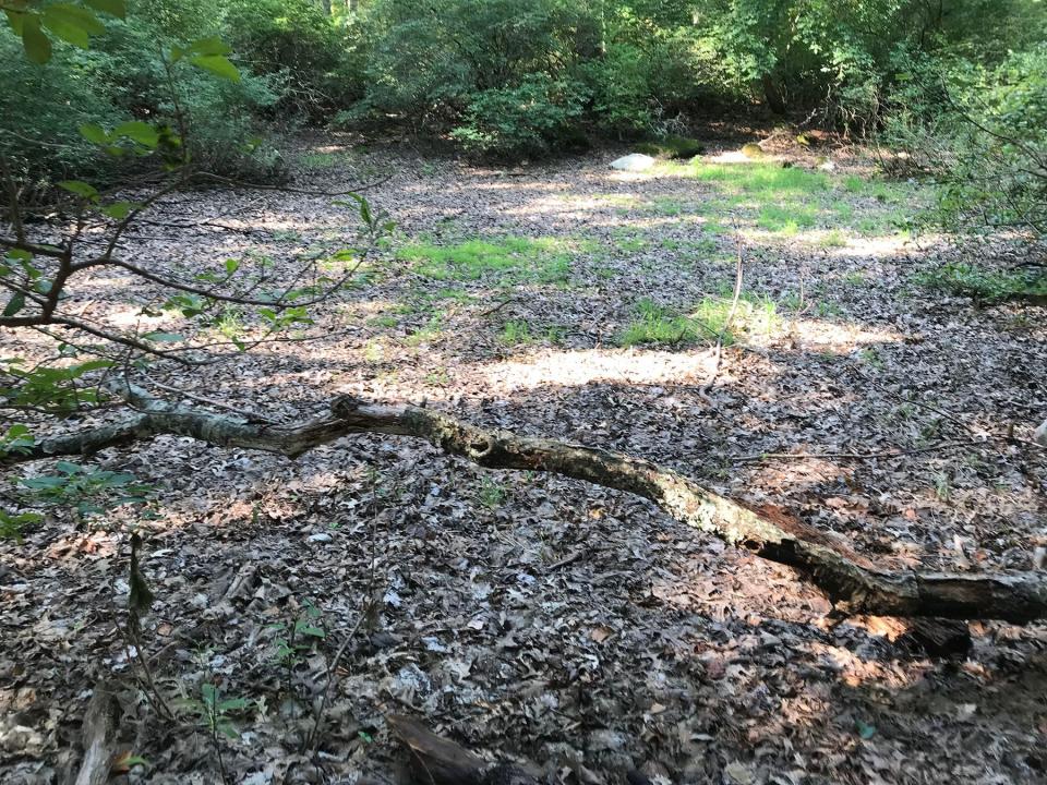 A dried-up vernal pool will fill with the runoff of snowmelt and groundwater in the early spring.