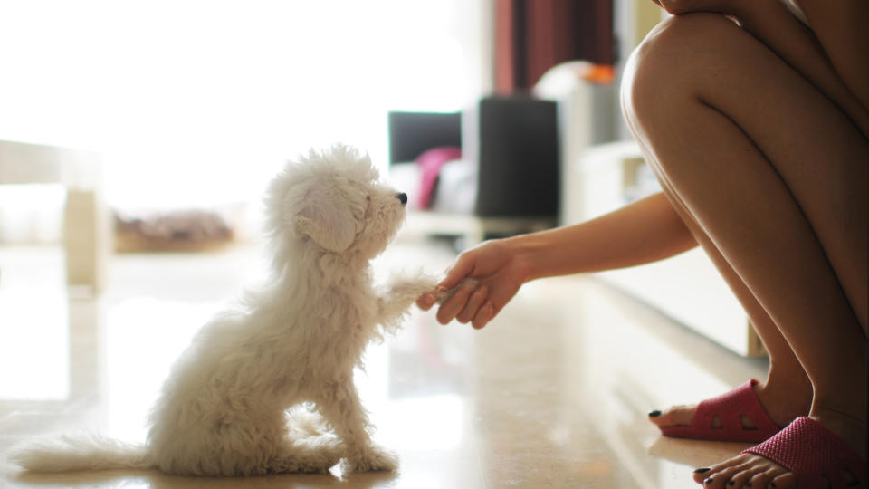 Puppy shaking owners hand