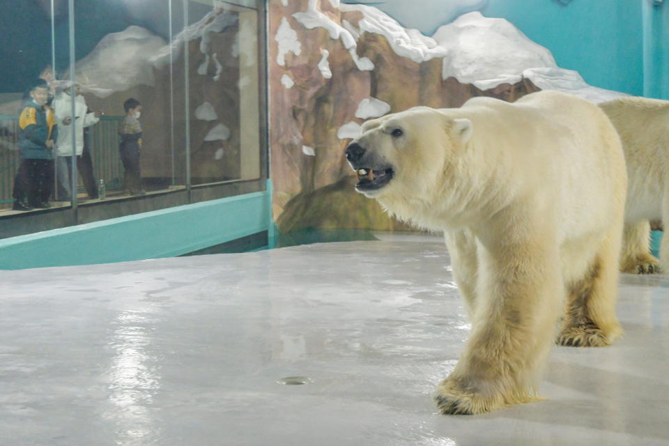 Uno degli orsi polari nel Polar Bear Hotel in Cina