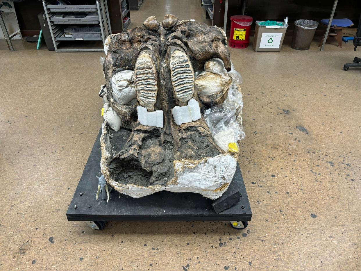 A Columbian mammoth skull sits upside down in a lab