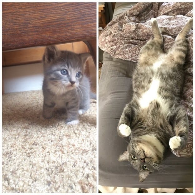 a small kitten under a table; the kitten grown up and lying on a couch