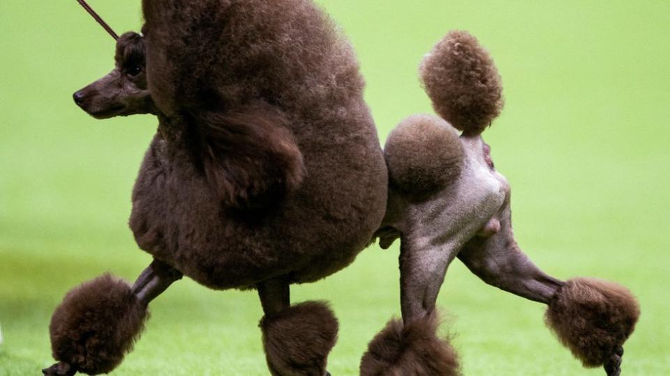 Ham, a toy poodle, competes at the 2024 Westminster Kennel Club Dog Show