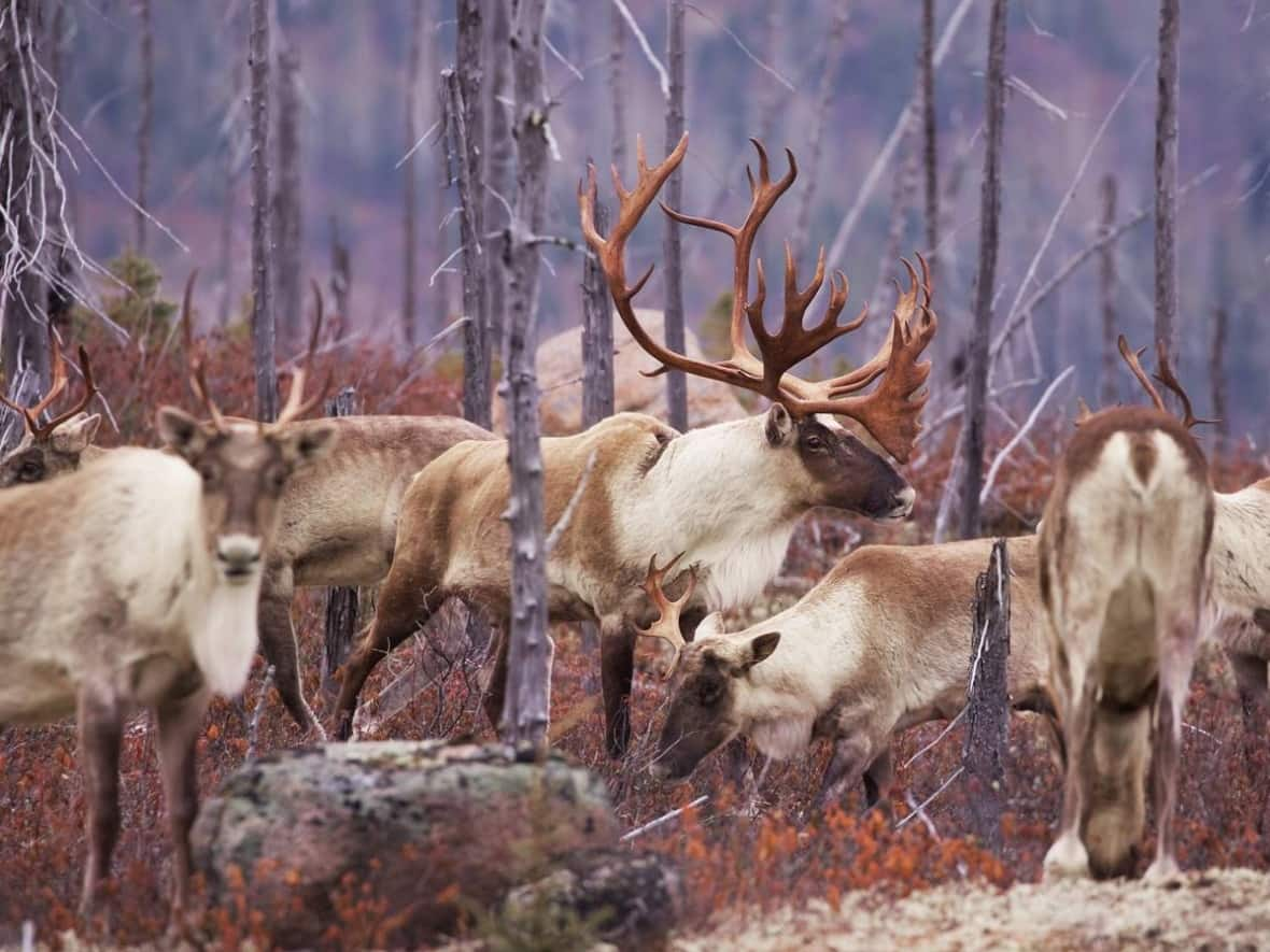 Boreal woodland caribou are threatened in Canada, where much of their habitat has been altered by human activity such as mining and forestry. Land and habitat preservation is one of the goals of the COP15 summit. (Submitted by Jean-Simon Bégin - image credit)