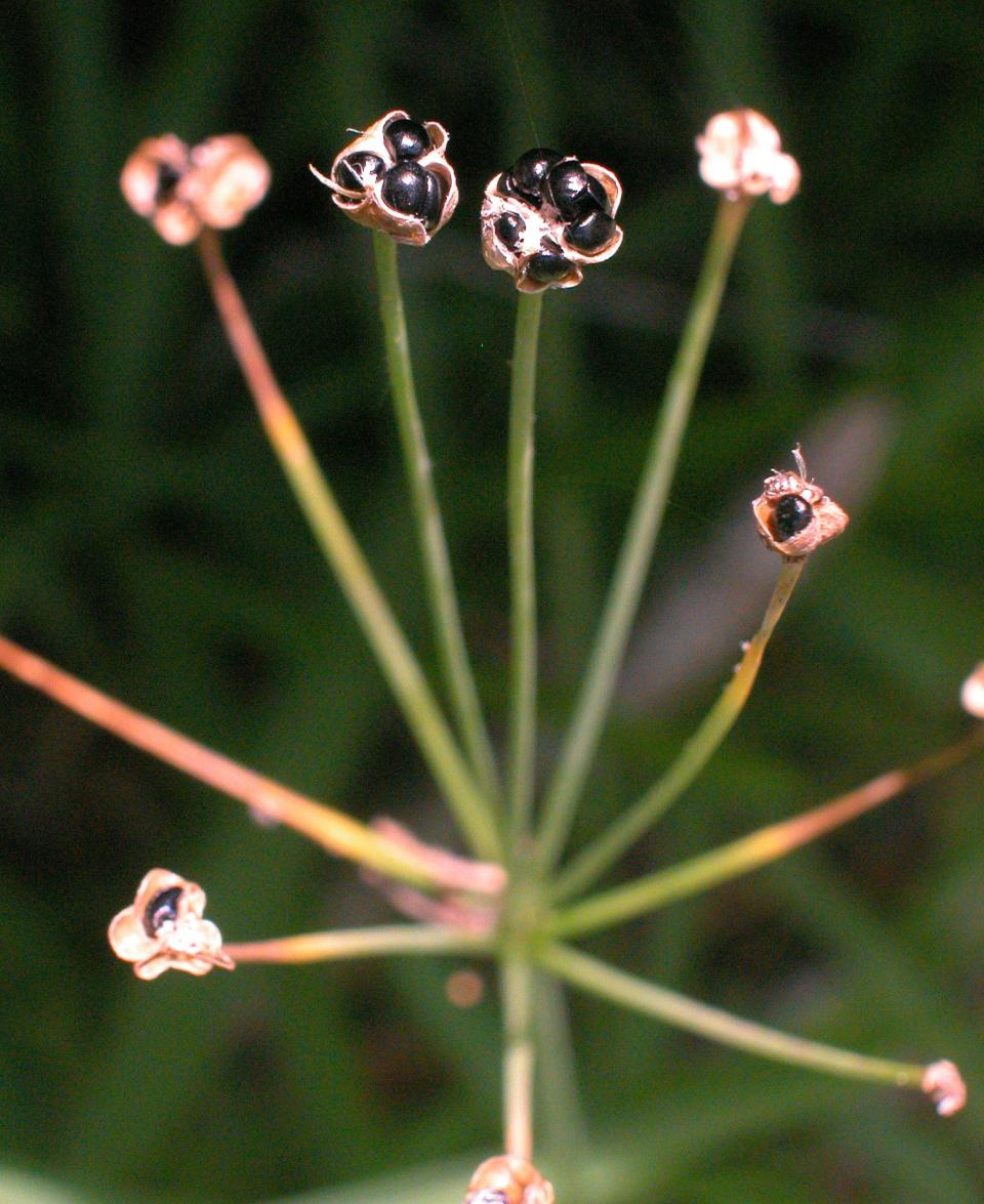 The seeds of false garlic, Nothoscordum bivalve, was at one time thought by botanists to be just another kind of onion.