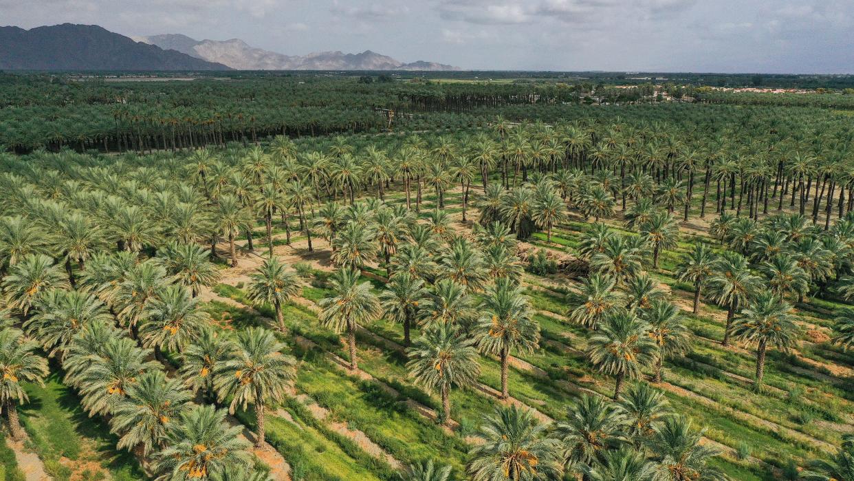 Thousands of date palms at Hadley's Date Gardens in Vista Santa Rosa, seen last week.