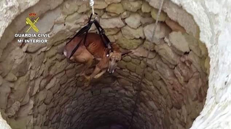 One greyhound was found down a well (Picture: Guardia Civil)