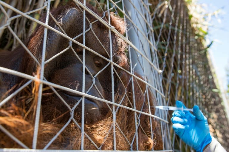 Bornean orangutan Sandai receives his second dose of an animal coronavirus vaccine at the Buin Zoo in Chile (AFP/JAVIER TORRES)