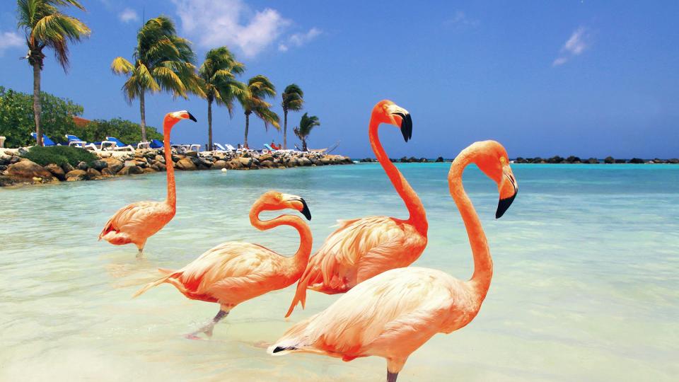 Dutch Antilles. Aruba. Renaissance Island. Flamingo beach