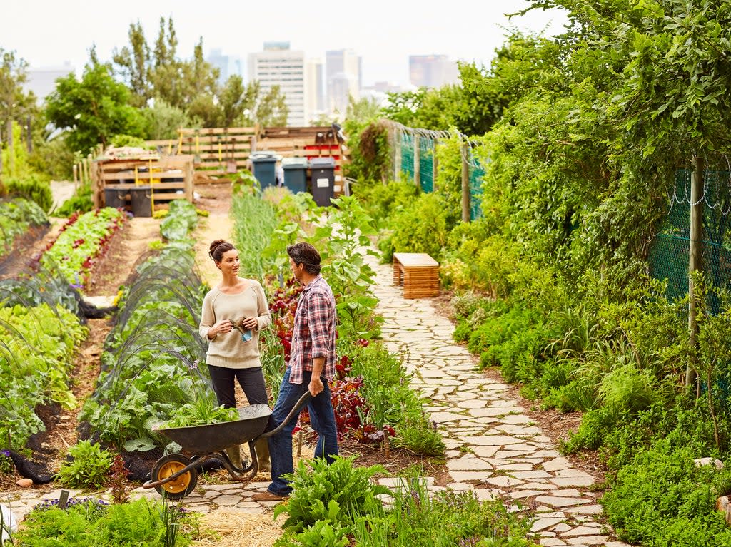 In the UK only around 1 per cent of urban green space is taken up by allotments dedicated for food production (Getty)