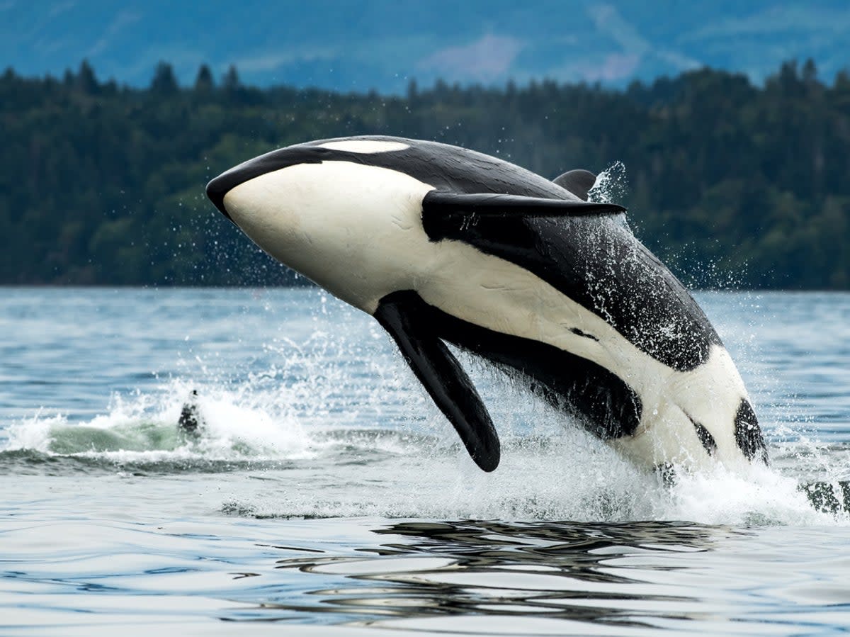 Killer whales have sunk three ships near Gibraltar, according to one expert (Getty Images/iStockphoto)