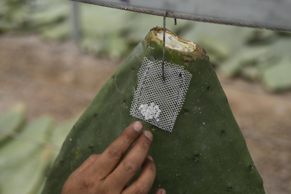 Mayeli Garcia hangs from a rack, a pouch filled with tiny female insects attached to a cactus pad where their parasitic offsprings will feed on the pads until maturity, in San Francisco Tepeyacac, east of Mexico City, Thursday, Aug. 24, 2023. The insects, known as Dactylopius coccus, contain carminic acid that is used to produce cochineal dye, an intense, natural red pigment. (AP Photo/Eduardo Verdugo)
