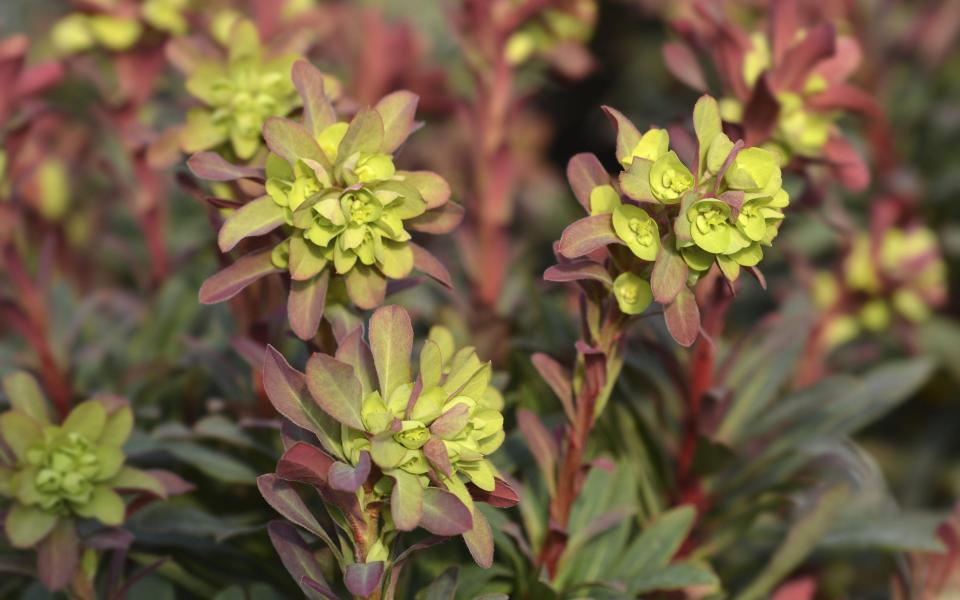 Euphorbia amygdaloides 'Purpurea' - Neil Hepworth