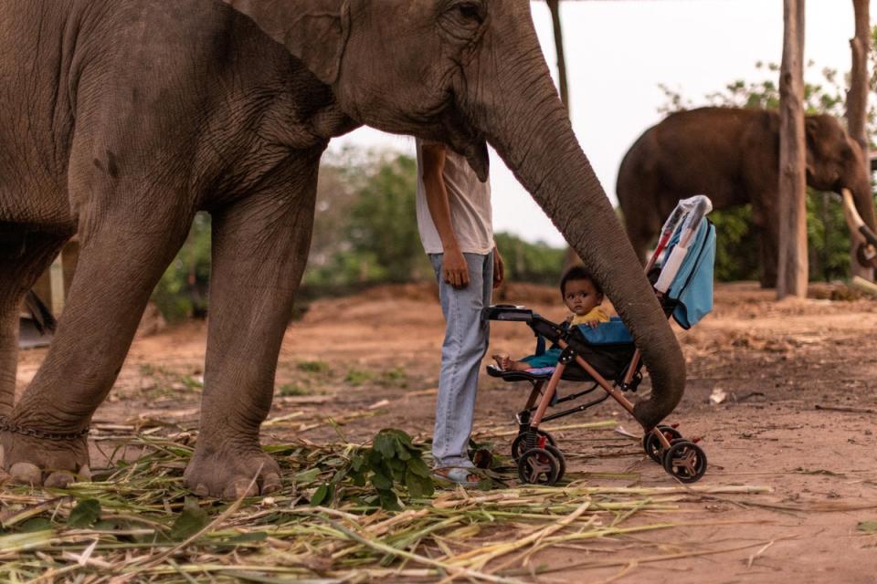 An elephant, a baby and a man in Ban Ta Klang (Reuters)