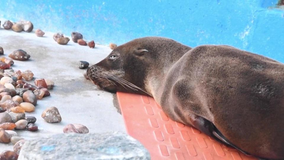 平時在海洋生活的海獅圓滾滾的模樣討人喜歡，卻有一隻海獅意外出現在澳洲內陸。（資料照，非事件動物，法新社）