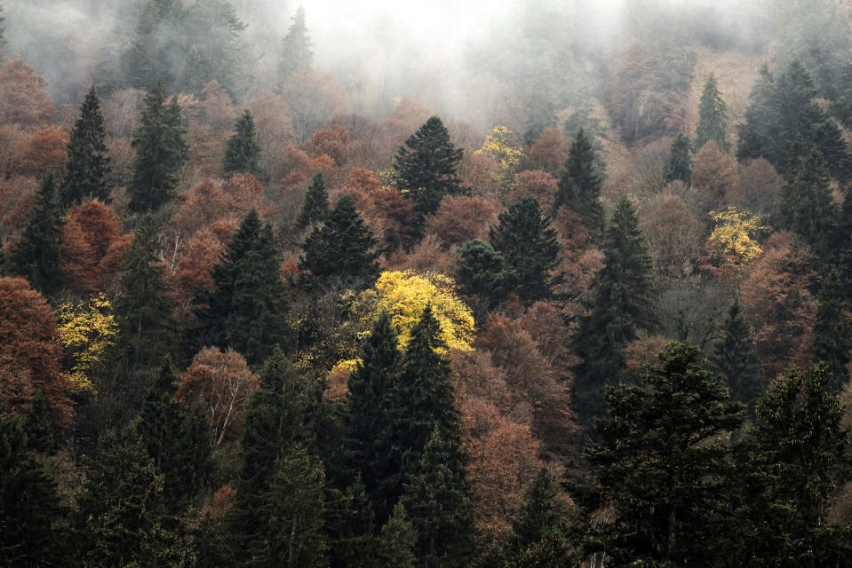 Mixed mountain forest of Norway spruce, silver fir and European beech in the Bavarian Alps, Germany. The forest is part of a long-term experiment by the Technical University of Munich. (Leonhard Steinacker / Technical University of Munich.)