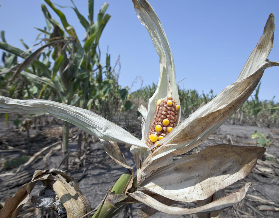 FILE - In this Aug. 16, 2012 file, drought-damaged corn is seen in a field near Nickerson, Neb. According to the latest drought report released Thursday, Aug. 23, 2012, nearly all of Nebraska, Kansas, Missouri and Illinois are in extreme or exceptional drought, with Illinois showing the most-dramatic climb in those categories, spiking 17 percentage points in one week, to 96.72 percent, according to the map. (AP Photo/Nati Harnik, File)