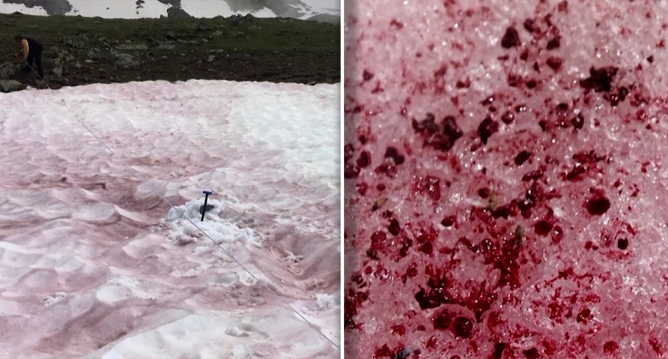 Scientists are racing to confirm whether climate change is linked to blood snow. Source: Reuters